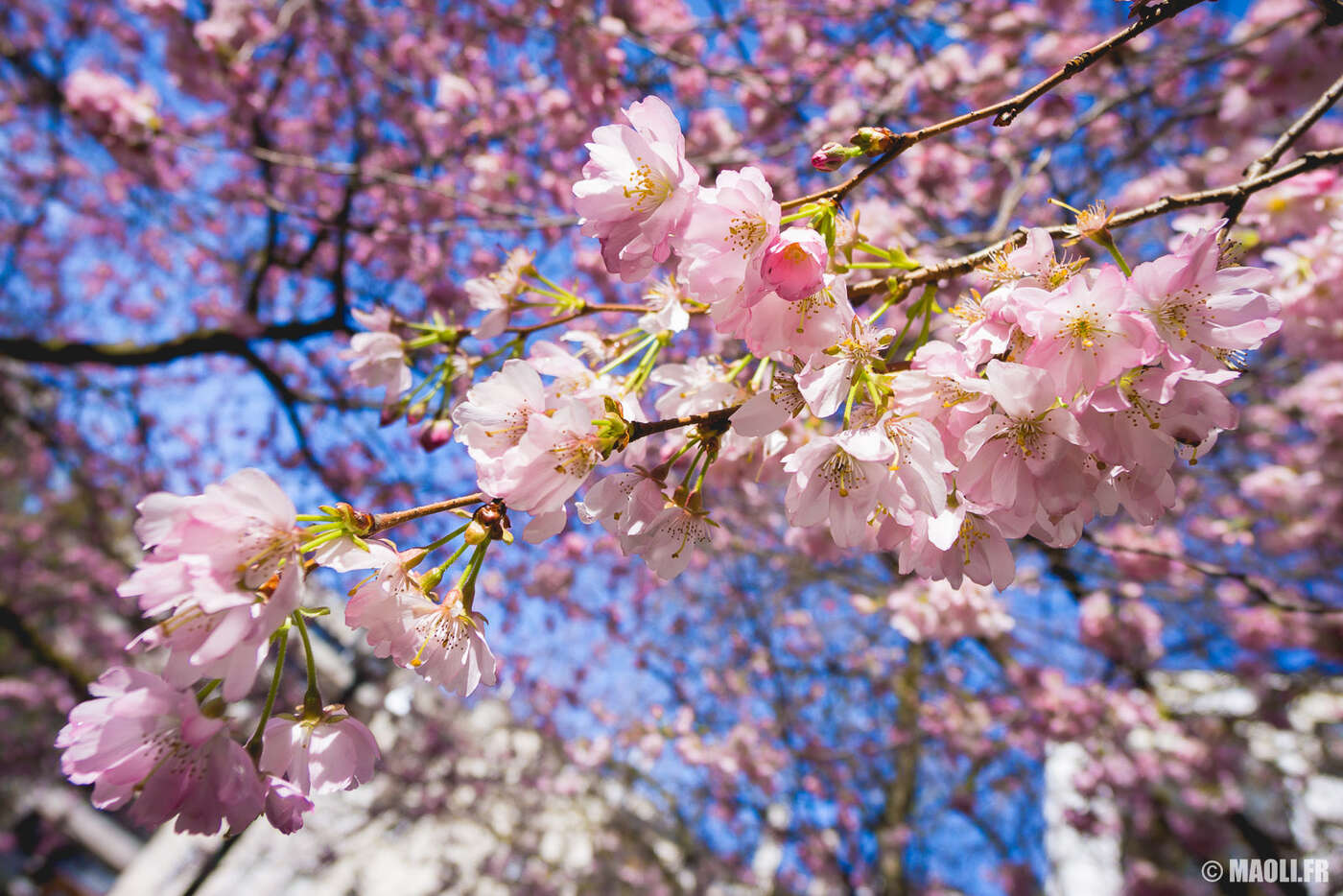 Cerisier de Sargent en fleur