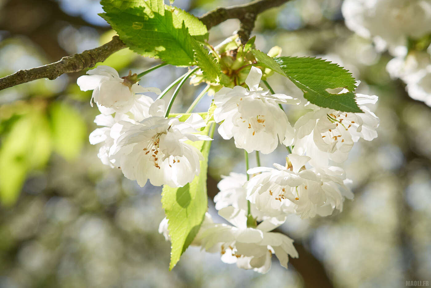 Verger de cerisiers blancs au parc de Sceaux